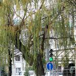 Уходящая осень в Цхинвале в фотоленте «Реса» 